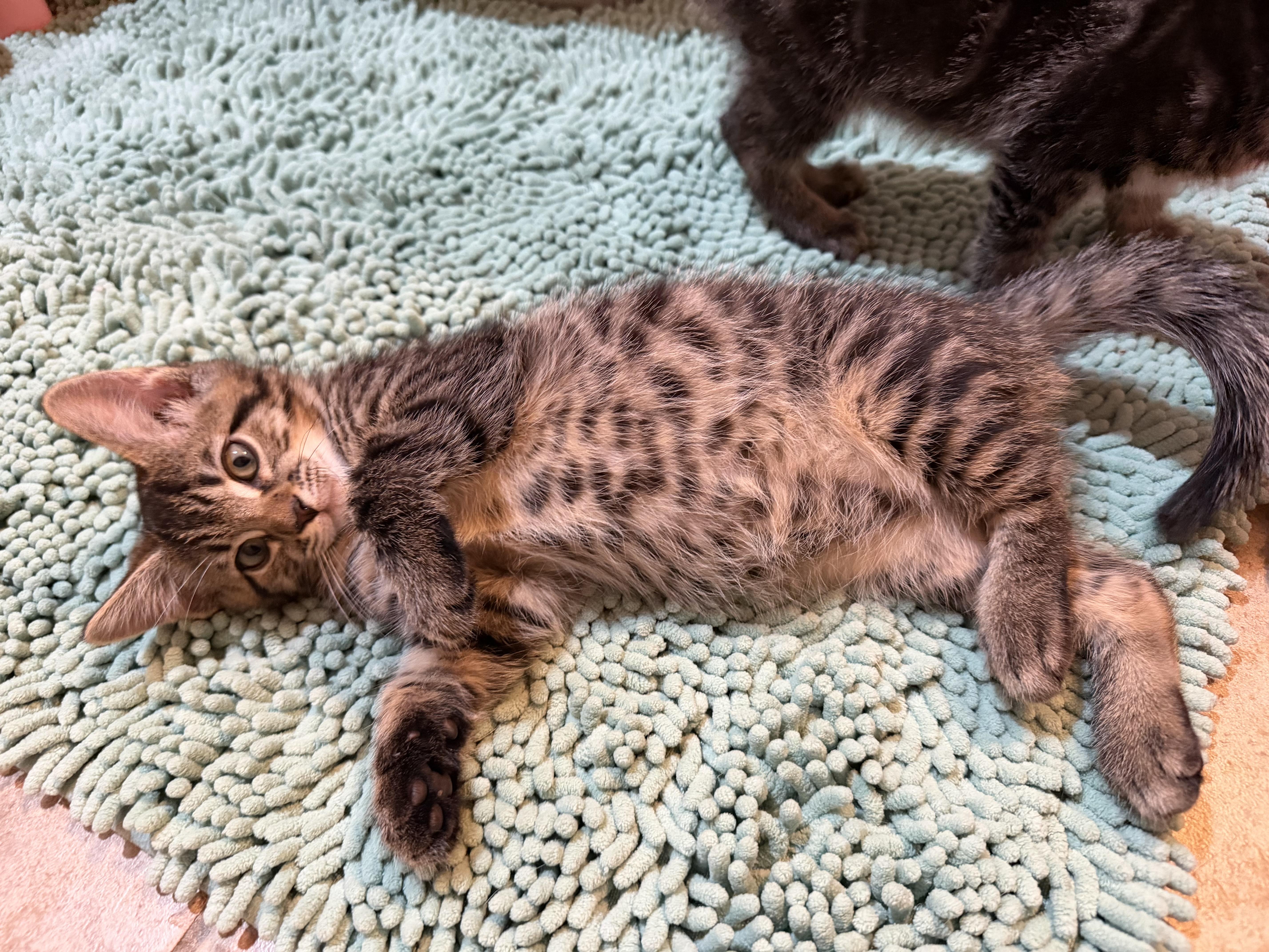 A baby medium-sized male Tabby (Brown / Chocolate) Domestic Medium Hair cat named Gizmo  Rf Petsmart for adoption in Spring, TX