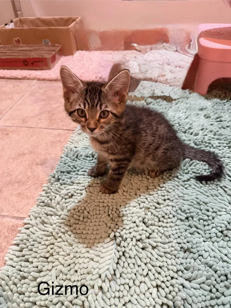 Gizmo  Rf Petsmart thumbnail 2