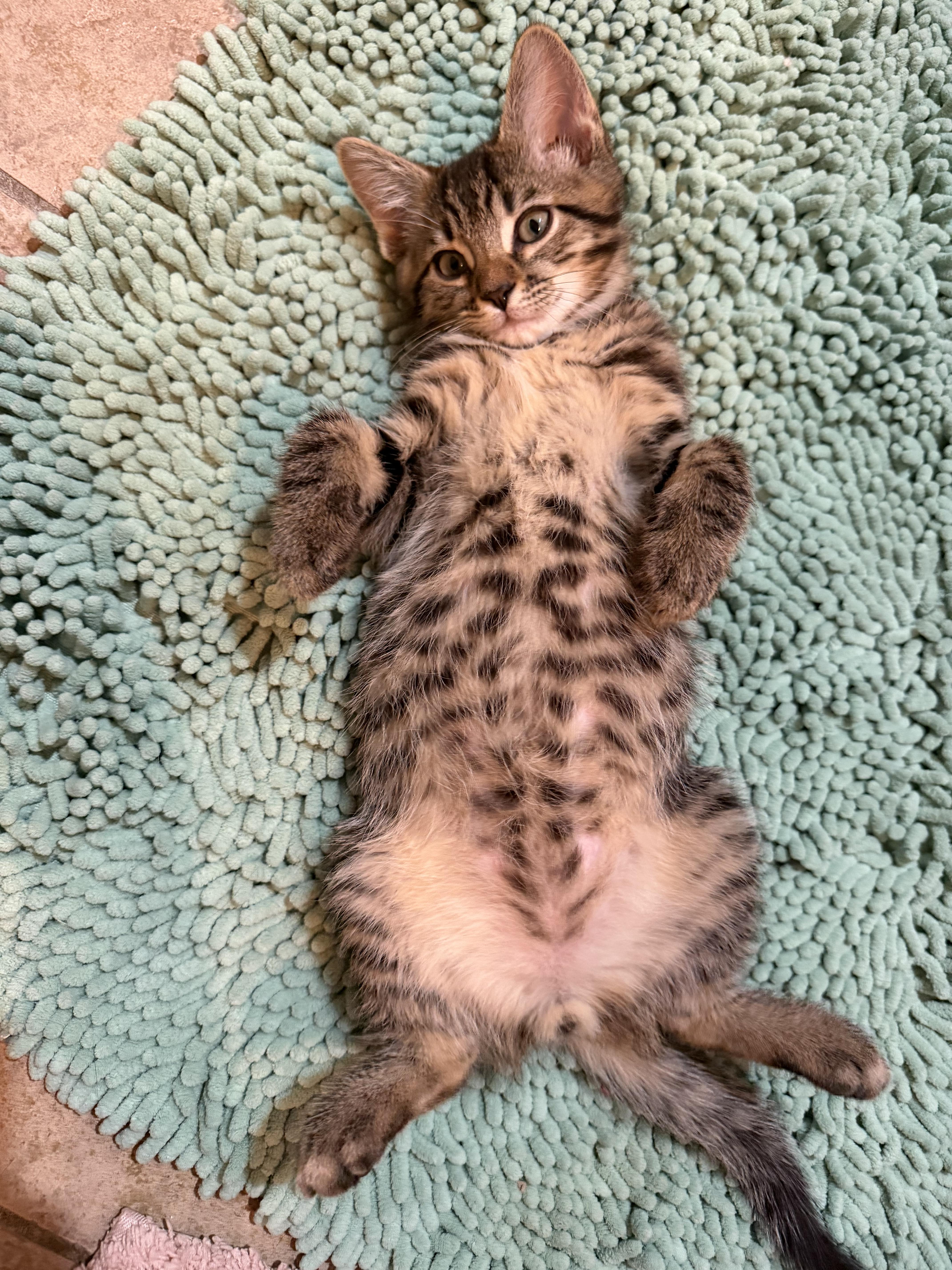 Gizmo  Rf Petsmart thumbnail 3