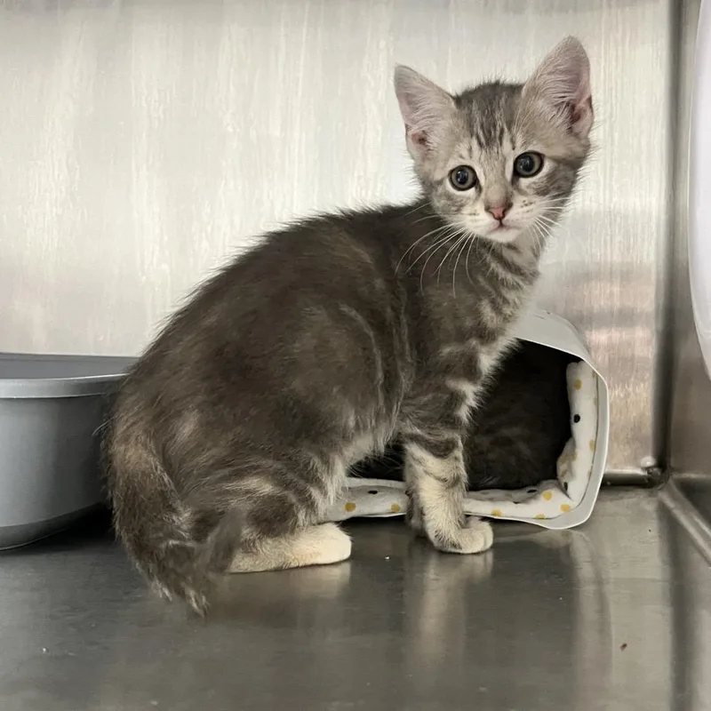 A baby small-sized female Gray / Blue / Silver Domestic Short Hair cat named Valley for adoption in Oneonta, NY