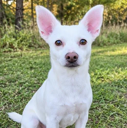 A young small-sized female White / Cream Chihuahua dog named Pecas for adoption in Foley, AL