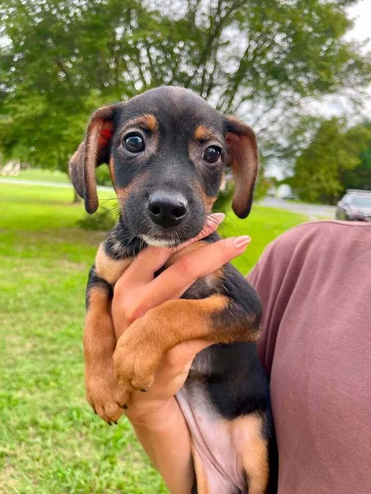 A baby small-sized female Black Mixed Breed dog named Agatha for adoption in Milton, DE