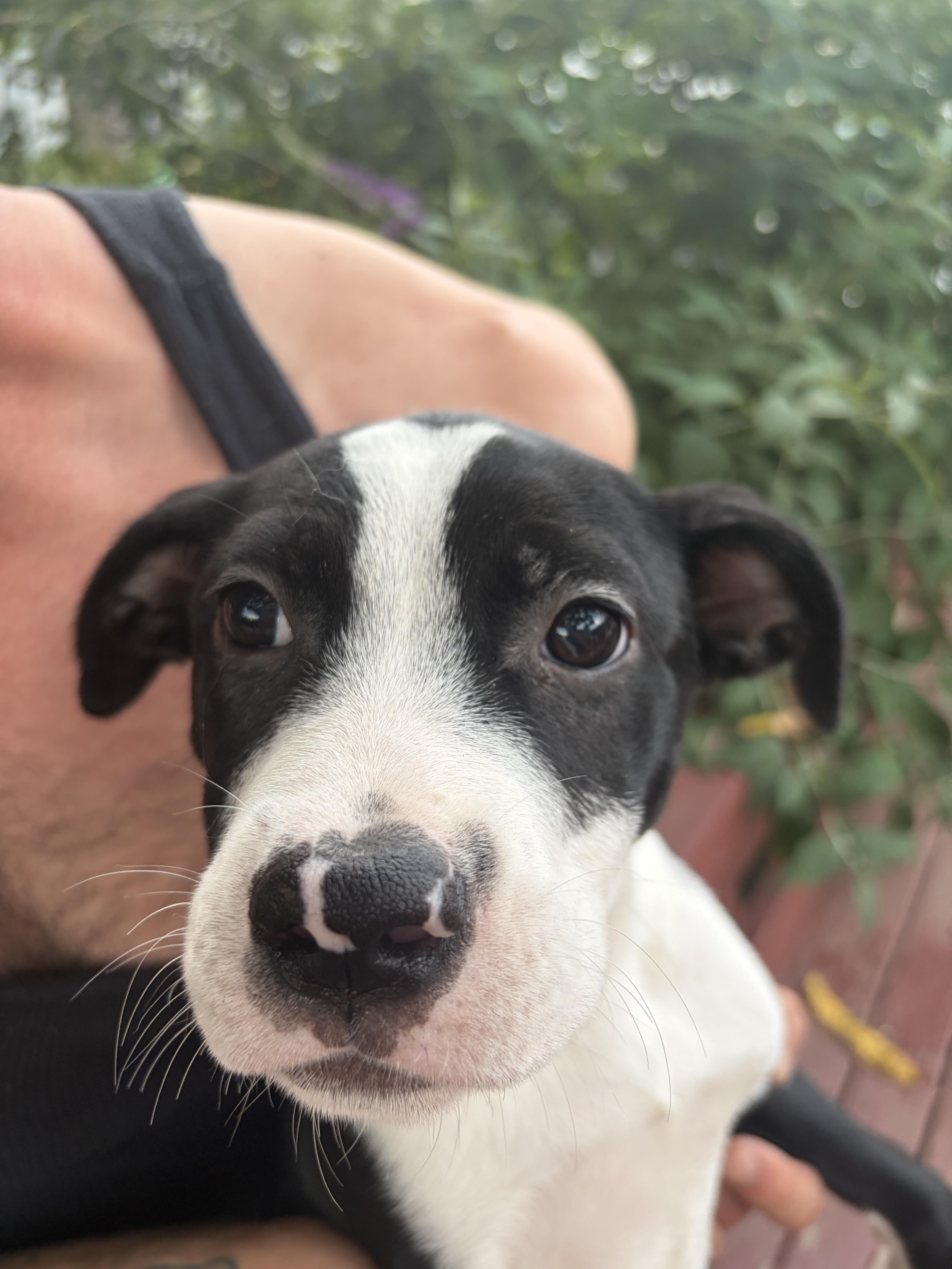 A baby medium-sized female Labrador Retriever dog named Cassidy for adoption in Copiague, NY