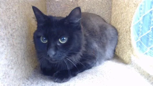 A young medium-sized female Domestic Short Hair cat named Sabrina for adoption in Downey, CA