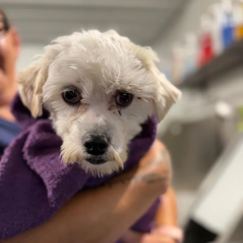 An adult small-sized male White / Cream Maltese dog named Hero  Missouri Mr for adoption in Peyton, CO