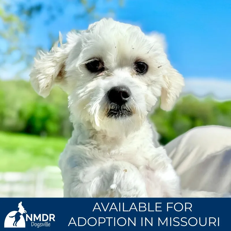 Hero  Missouri Mr thumbnail 2