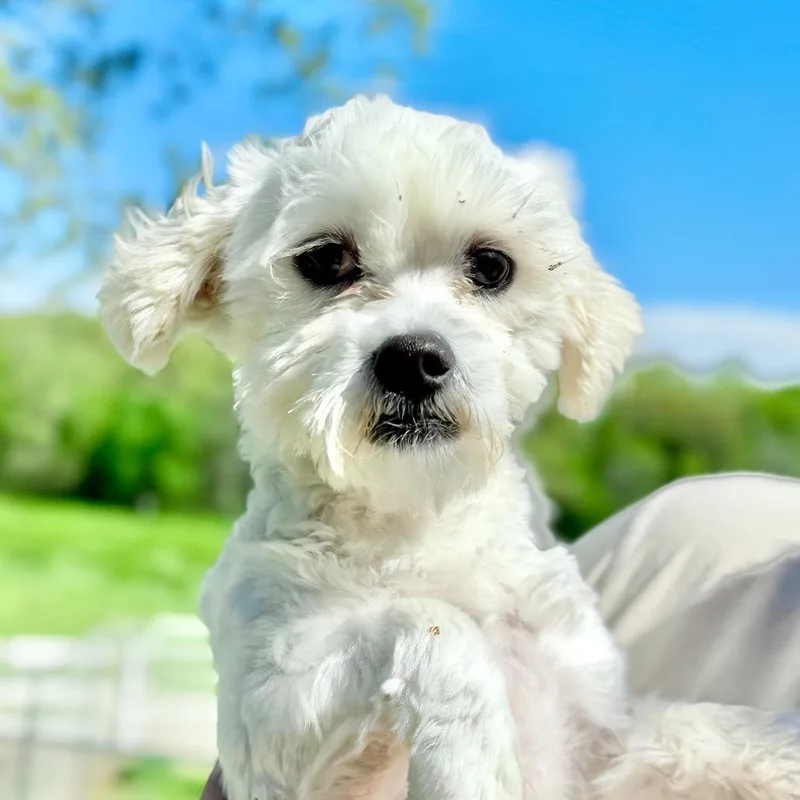 Hero  Missouri Mr thumbnail 4