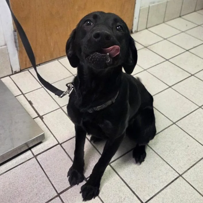 A young medium-sized female Black Mixed Breed dog named Astro for adoption in Charleston, WV