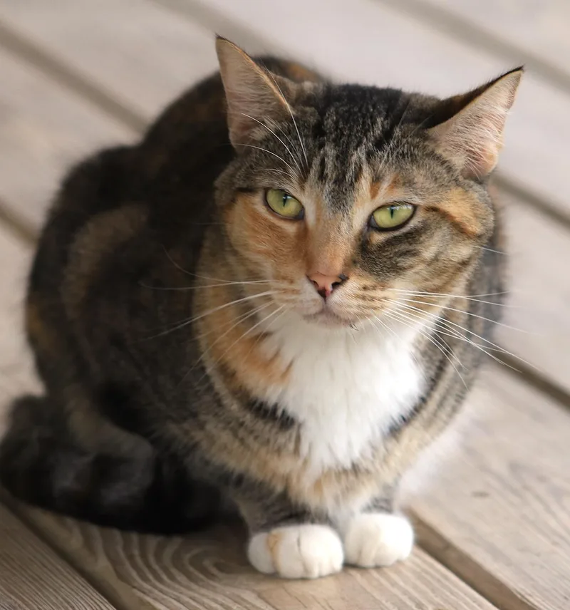 A young medium-sized female Domestic Short Hair cat named Rascal for adoption in North Fort Myers, FL