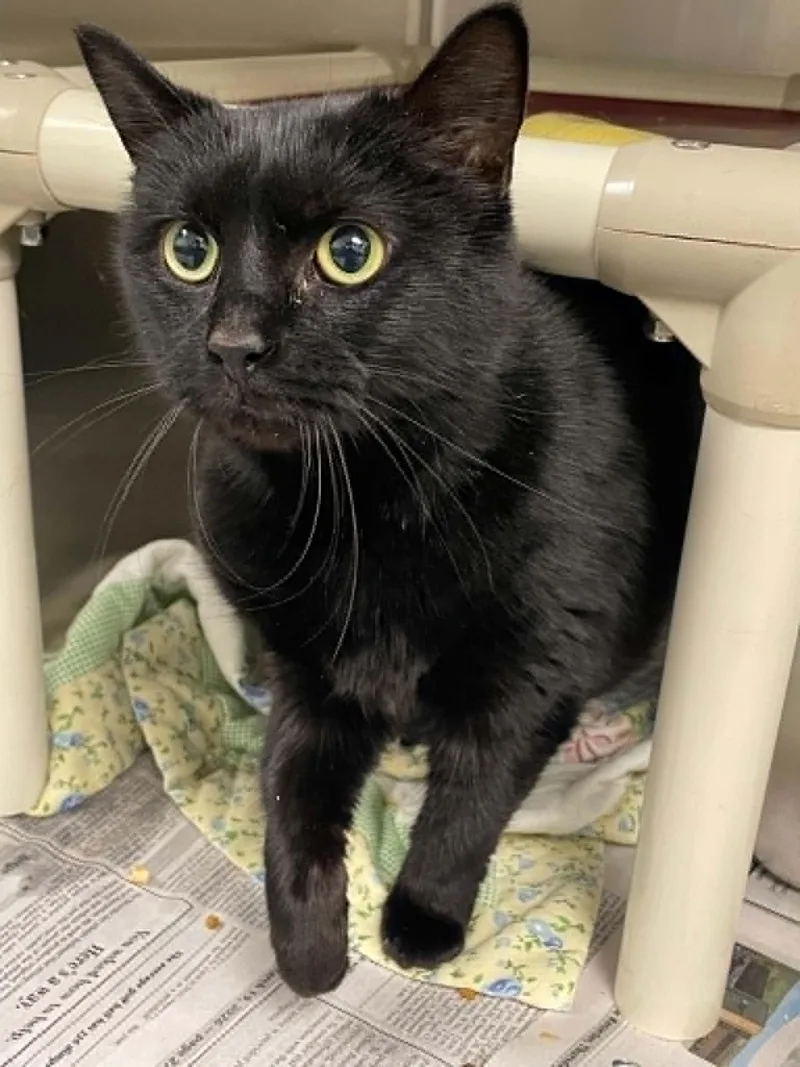 An adult medium-sized female Domestic Short Hair cat named Odette for adoption in Covington, VA