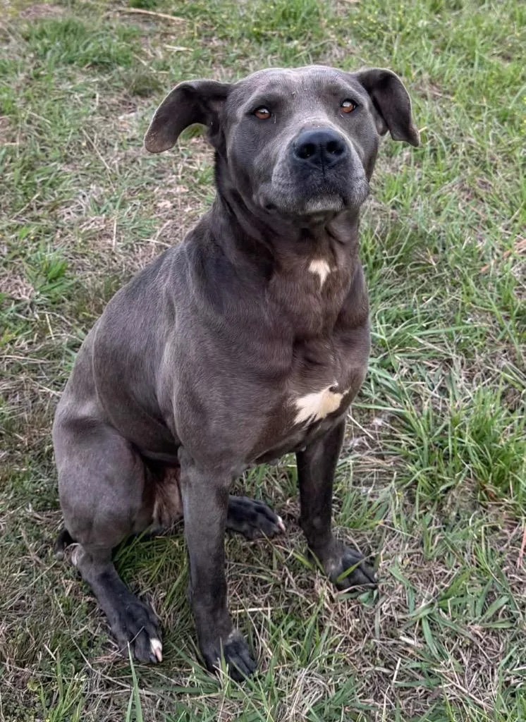 An adult medium-sized female Mixed Breed dog named Persie for adoption in Mount Gilead, NC