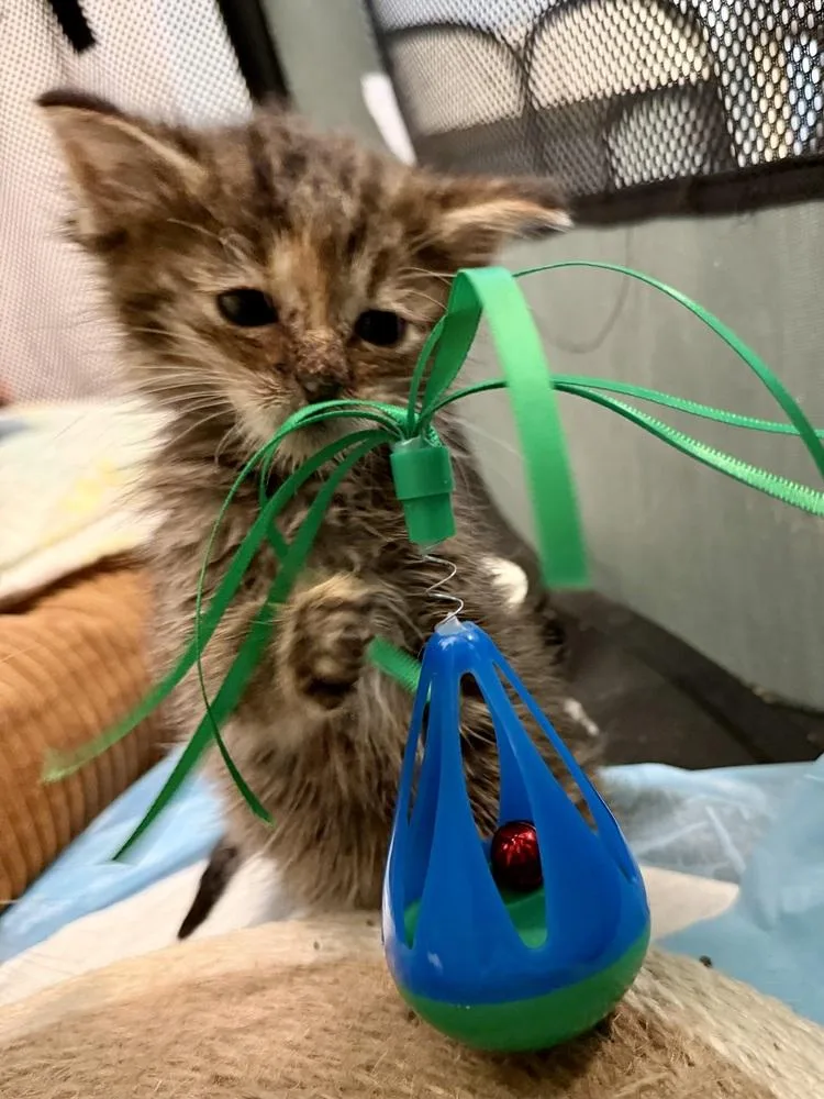 A baby medium-sized female Domestic Short Hair cat named Bo Peep bonded pair for adoption in Chicago, IL