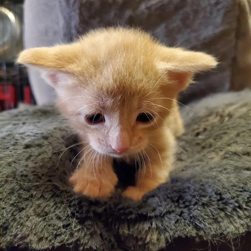 A baby small-sized male Orange / Red Domestic Short Hair cat named Litten for adoption in Normal, IL