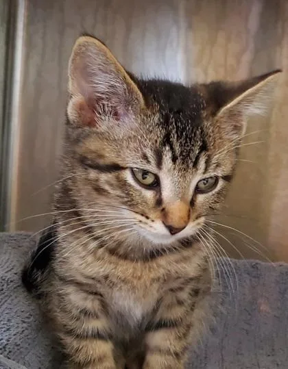 A young large-sized female Domestic Short Hair cat named Markie for adoption in Kansas City, MO