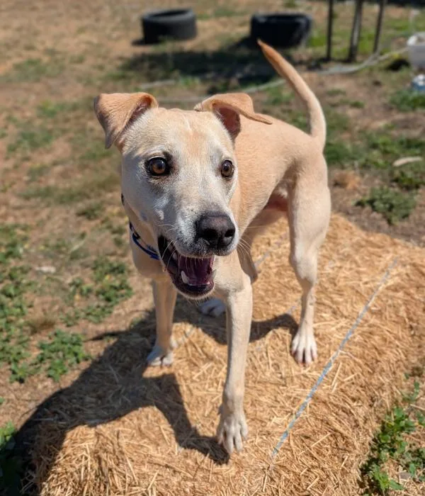 An adult large-sized male Labrador Retriever dog named Niko for adoption in Santa Rosa, CA