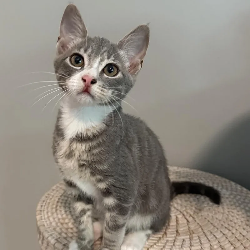 A baby small-sized male Tabby (Gray / Blue / Silver) Domestic Short Hair cat named Tribeca for adoption in Richmond, VA