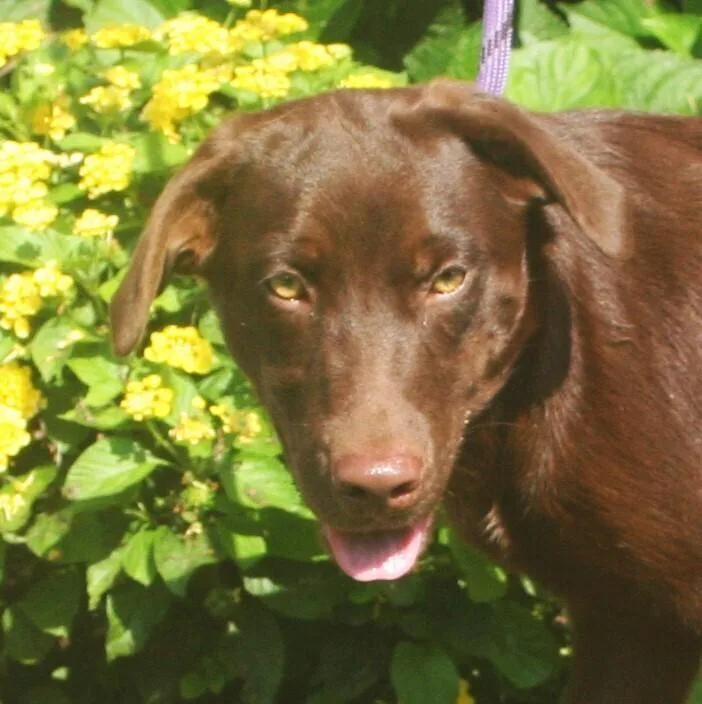 A young medium-sized female Brown / Chocolate Labrador Retriever dog named Maple for adoption in Pulaski, TN