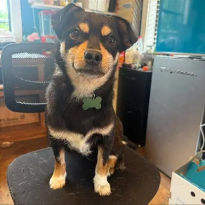 A young small-sized male Black Chihuahua dog named Pele for adoption in Jersey City, NJ