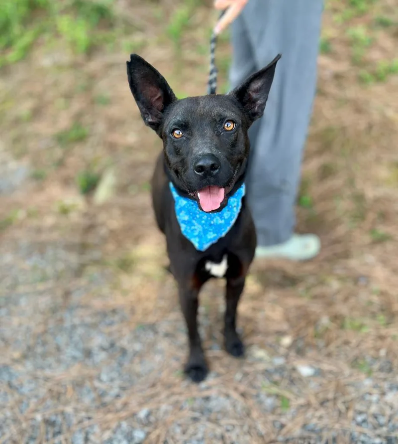 A young medium-sized male Mixed Breed dog named Gandalf for adoption in Ellijay, GA