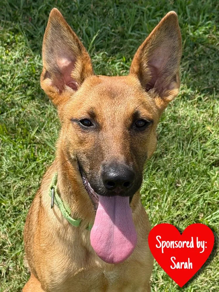 A young medium-sized female German Shepherd Dog dog named Ainsley for adoption in San Leon, TX