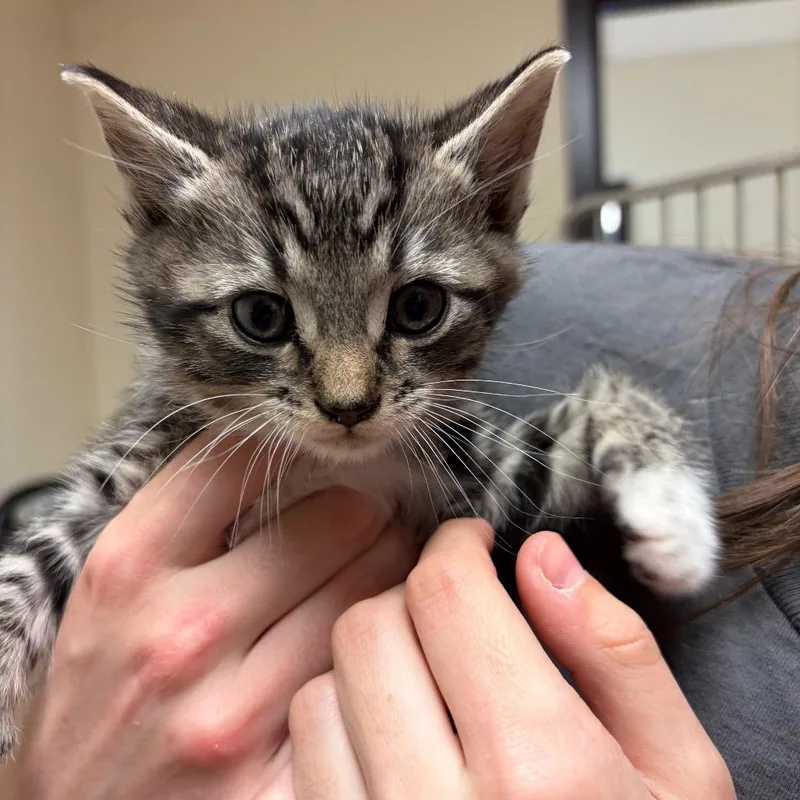 A baby small-sized male Black Domestic Short Hair cat named Michael for adoption in Red House, WV