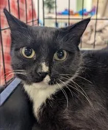 A young medium-sized female Domestic Short Hair cat named Sox for adoption in St. Cloud, MN