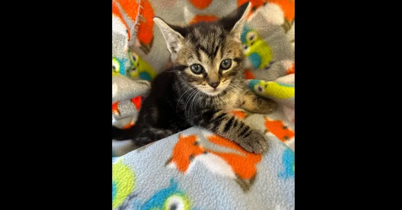 A baby small-sized female Brown / Chocolate Domestic Short Hair cat named Gumdrop for adoption in Chalfont, PA