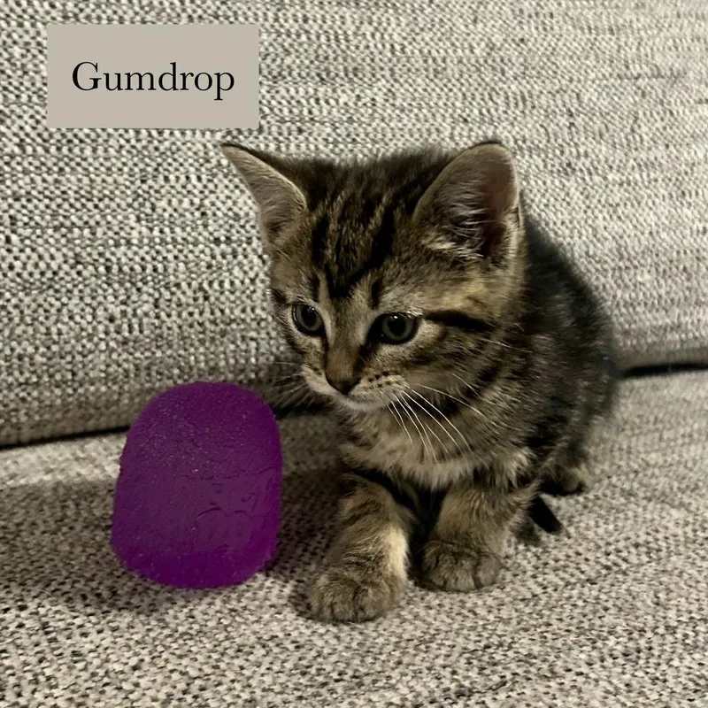 Gumdrop thumbnail 3