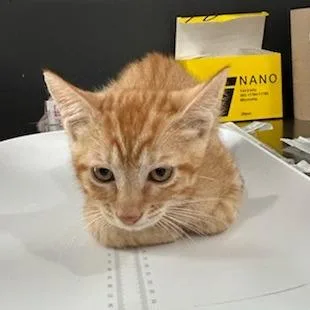 A baby small-sized male Orange / Red American Shorthair cat named Johnnycake for adoption in Livingston, TX