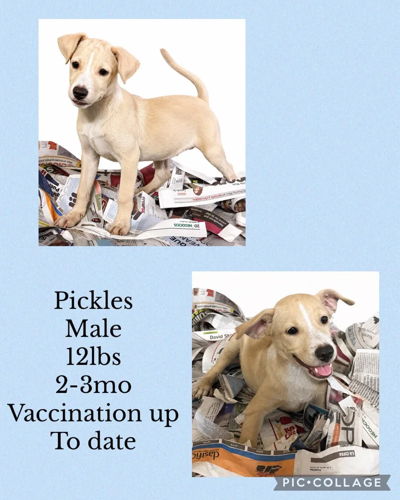 A young medium-sized male Labrador Retriever dog named Pickles for adoption in Virginia Beach, VA