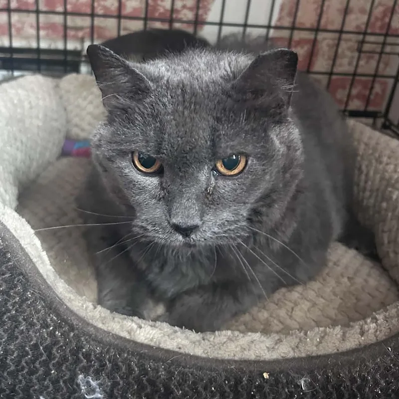 A senior extra large-sized female Domestic Short Hair cat named Hattie for adoption in Huntington, NY
