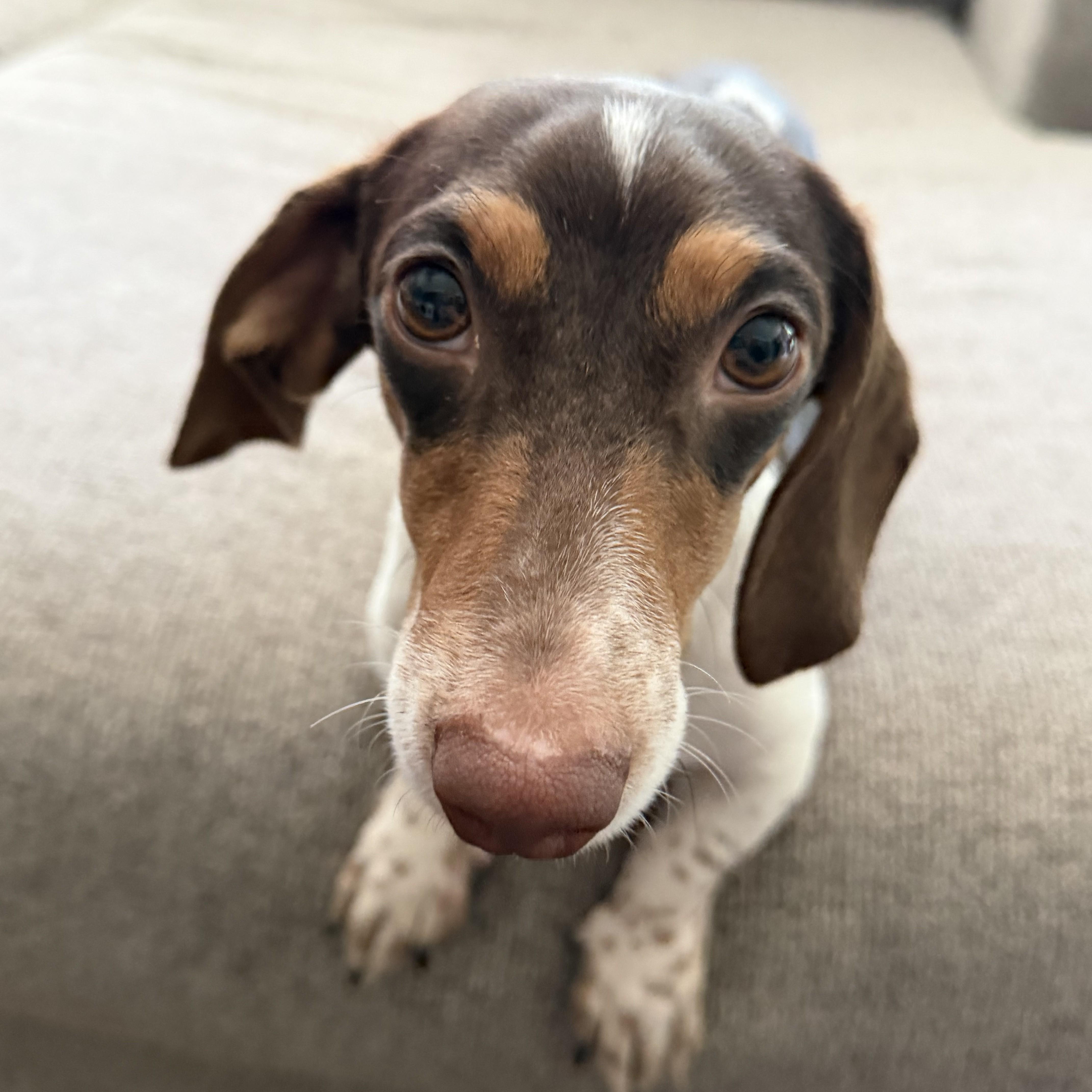 An adult small-sized male Tricolor (Brown, Black, & White) Dachshund dog named Nathan for adoption in Normal, IL