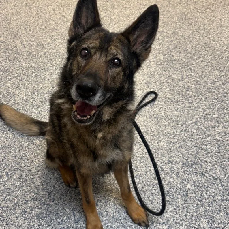 A senior medium-sized female Black German Shepherd Dog dog named Willow for adoption in Great Falls, MT