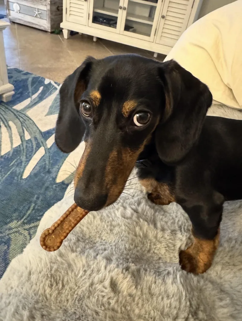 A young small-sized male Black Dachshund dog named Lincoln for adoption in Sarasota, FL