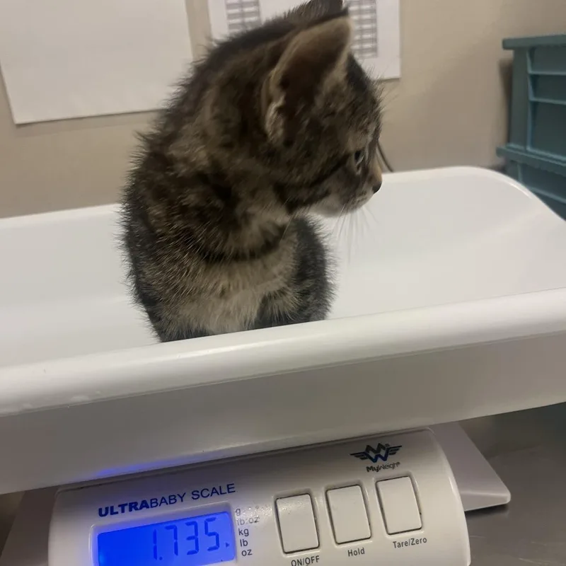 A baby small-sized female Brown / Chocolate Domestic Short Hair cat named Edgarina for adoption in Chicago, IL