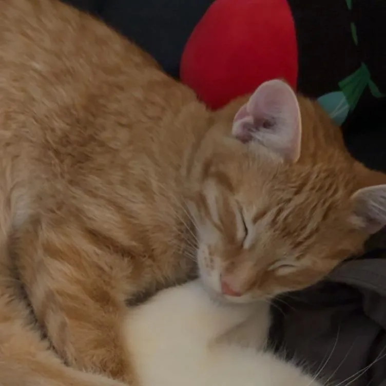 A young medium-sized female Orange / Red Domestic Short Hair cat named Ed for adoption in Harrisonburg, VA