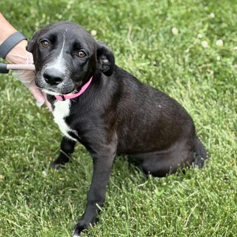 A baby medium-sized female Black Labrador Retriever dog named Bubblegum for adoption in South Elgin, IL