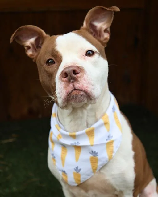 An adult large-sized female Mixed Breed dog named Bella Walker for adoption in Columbia, SC