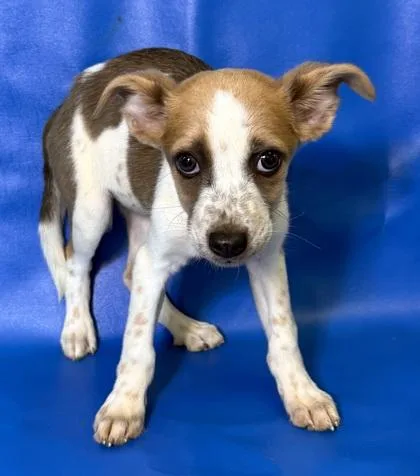 A baby large-sized female Beagle dog named Roomba for adoption in Morton Grove, IL