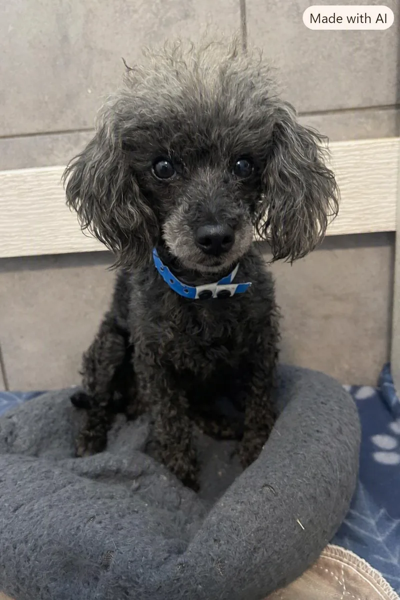 An adult small-sized male Poodle dog named Frodo Jul for adoption in Pacolet, SC