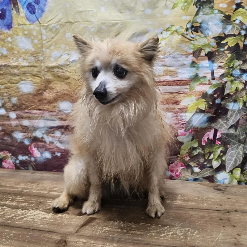 A senior small-sized male White / Cream Pomeranian dog named Butters for adoption in Normal, IL