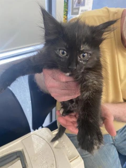 A baby medium-sized female Domestic Short Hair cat named Sol for adoption in Dallas, TX