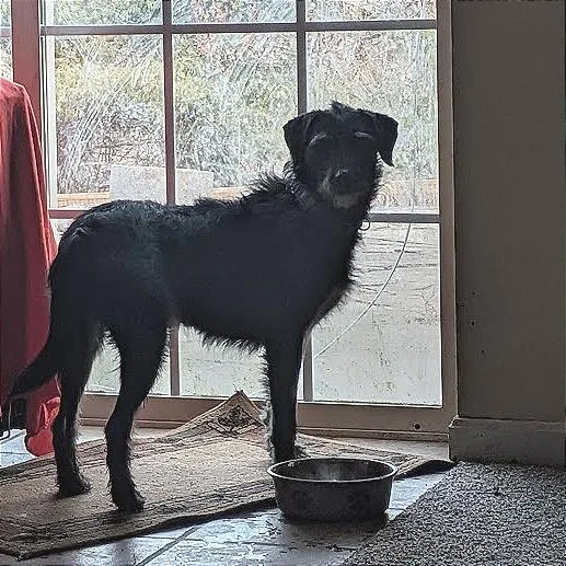 An adult medium-sized female Black Wirehaired Terrier dog named Macaroni  Fee Sponsored for adoption in Alexandria, VA