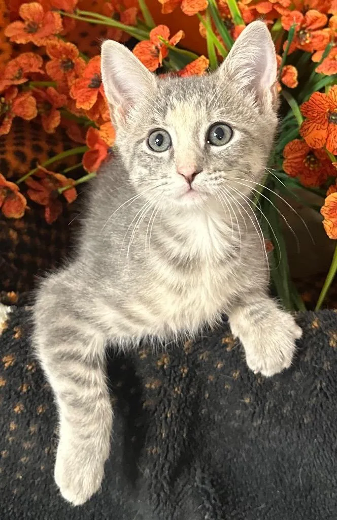 A baby small-sized female Domestic Short Hair cat named Tay Tay for adoption in Stillwater, OK