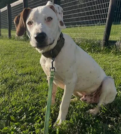 A young medium-sized male English Pointer dog named Waldo for adoption in Palmyra, VA