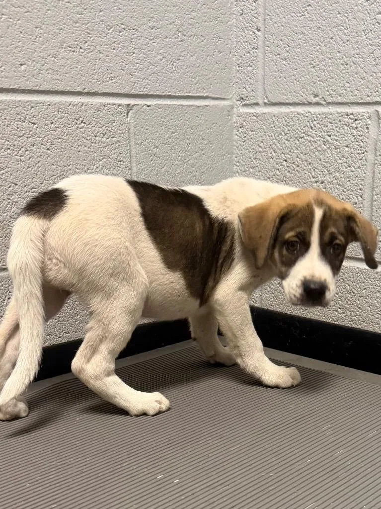 A baby large-sized female Mixed Breed dog named Millie for adoption in Henderson, NC