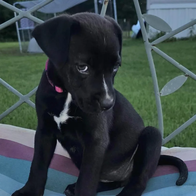 A baby small-sized female Black Labrador Retriever dog named Raven for adoption in Natchitoches, LA