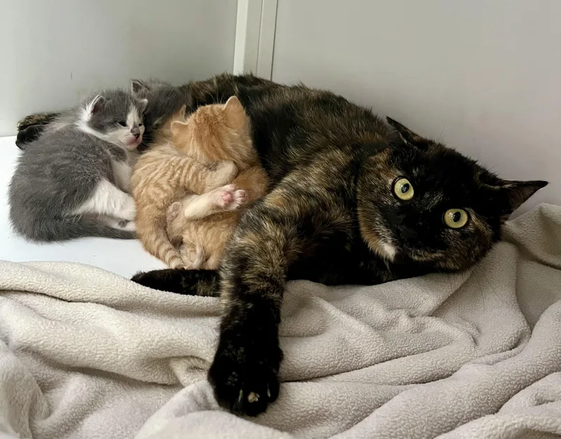 An adult medium-sized female Tortoiseshell Domestic Short Hair cat named Plate for adoption in Seville, OH