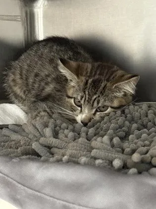 A baby small-sized male Domestic Short Hair cat named Luray for adoption in Madison, NJ