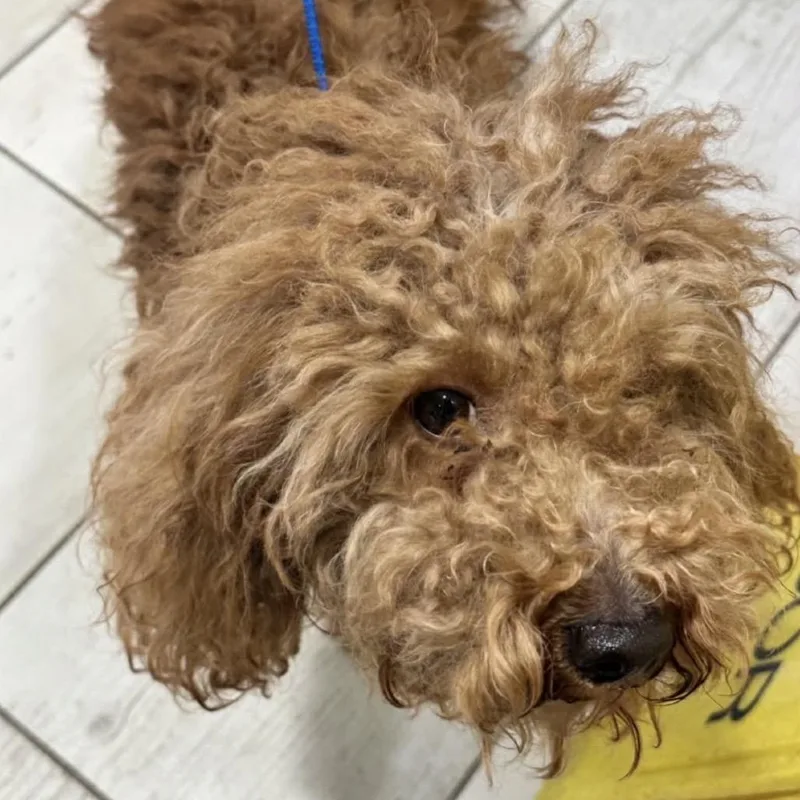 A young small-sized male Apricot / Beige Poodle dog named Marley for adoption in Arlington, VA